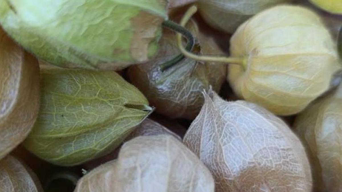 Dünyada daha iyisi yok! 100 gramı 50 liradan satılıyor, yoğun talep var