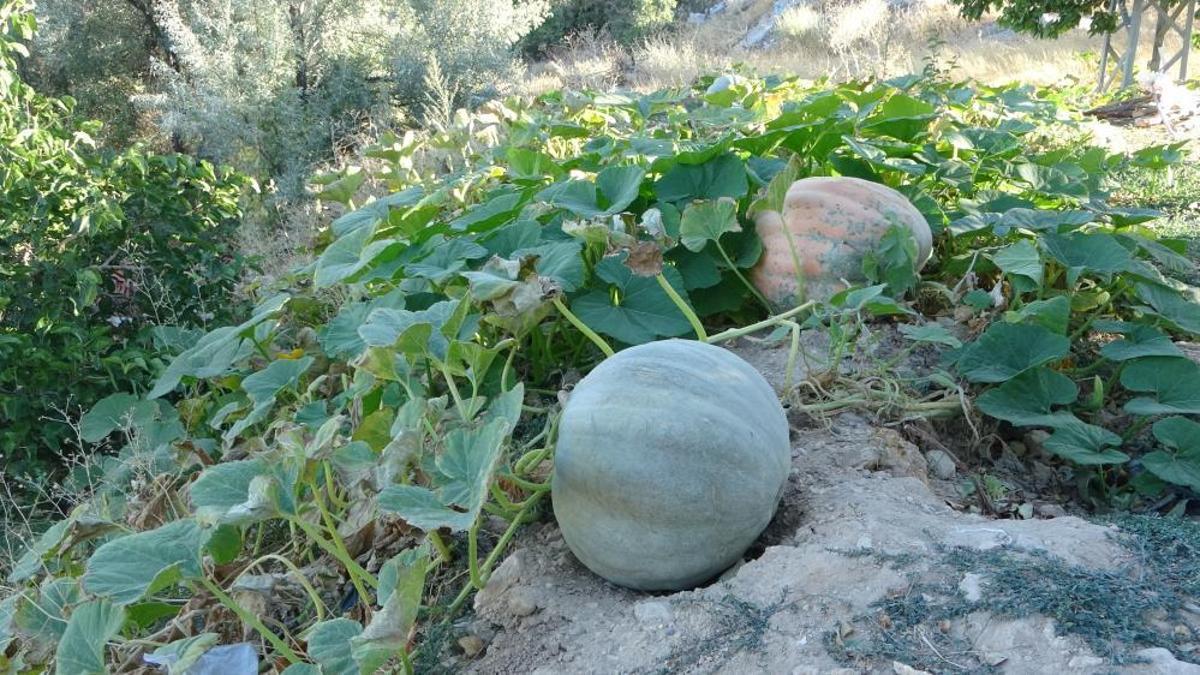 Zirai don bu mahsule etki etmedi, yüksek verimi var! Kilogram fiyatı 15 lira oldu