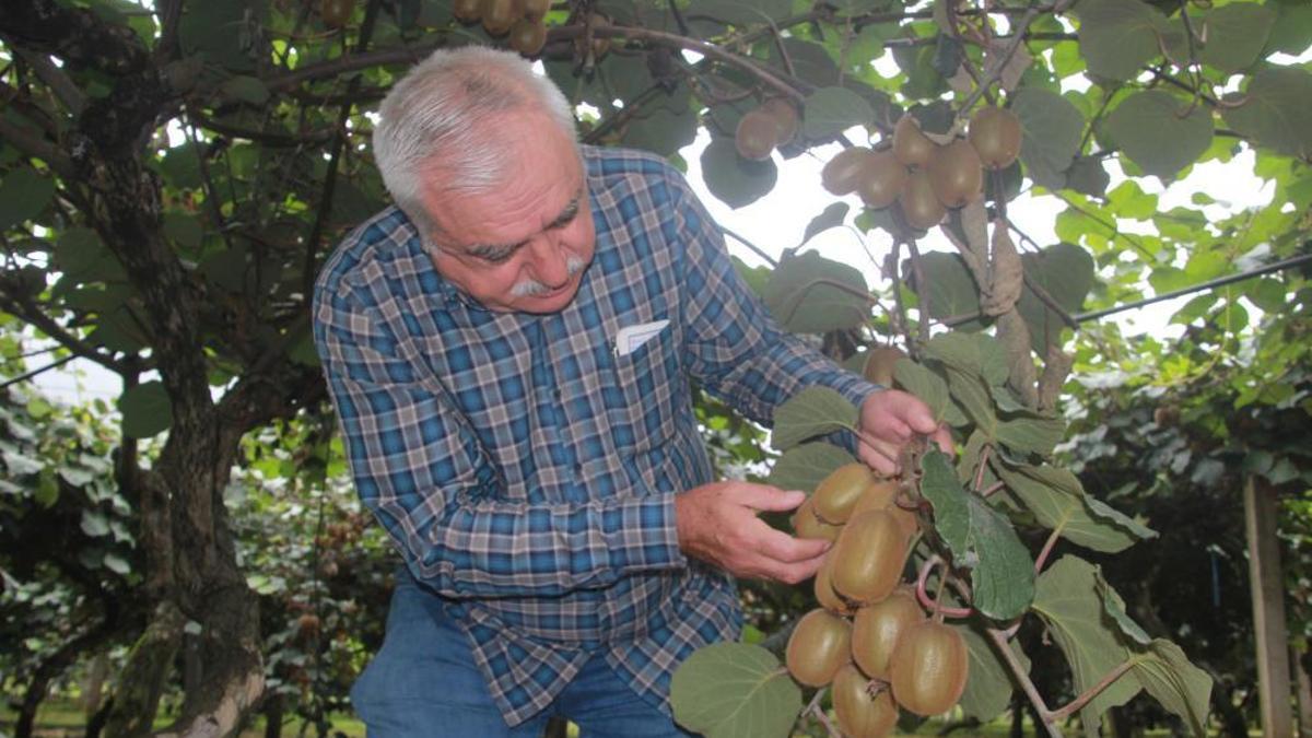 Türkiye'nin tropikal meyvesinde rekolte yarıya düştü! Fiyatlarda yüzde 150'lik artış bekleniyor