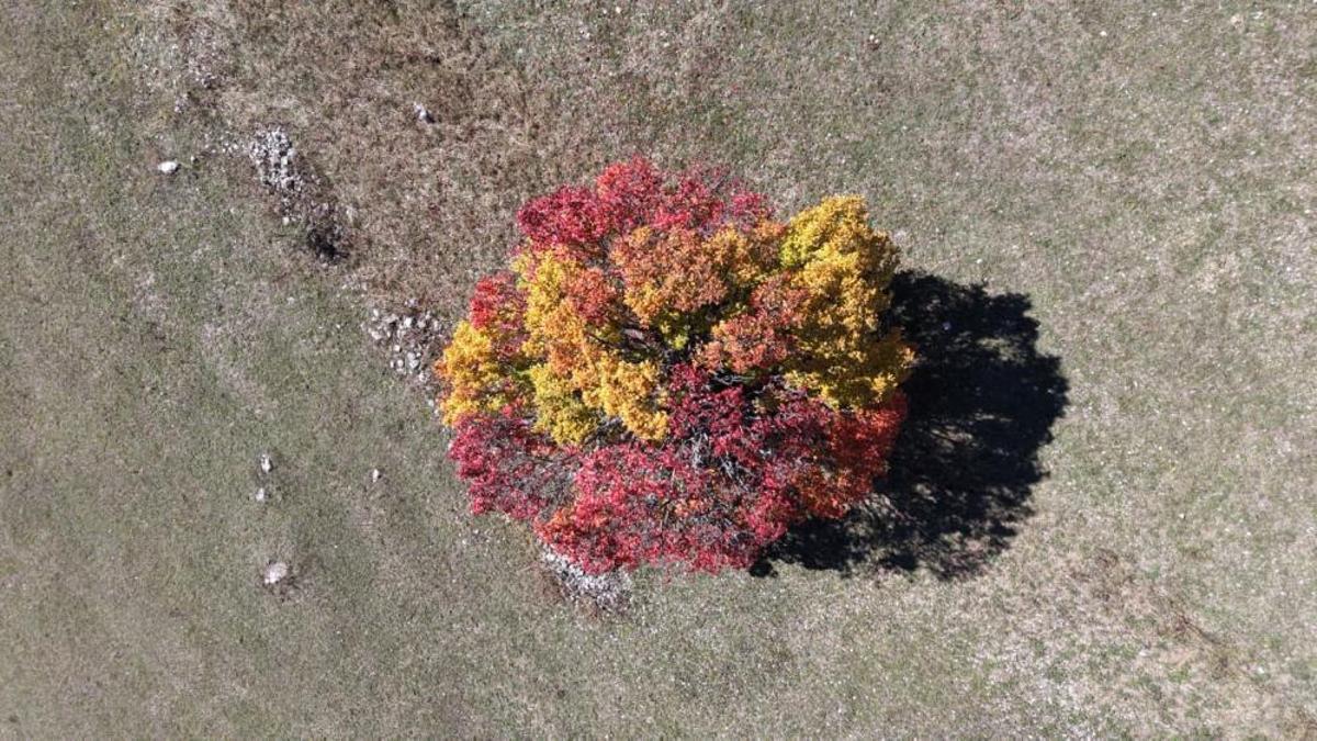 Sonbahar Karadeniz'de ilk buraya uğruyor! Her yer sarı ve kızıla büründü