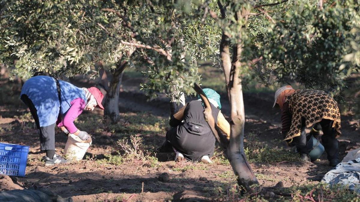 Zeytin hasadı dua ve hayır yemekleriyle başladı