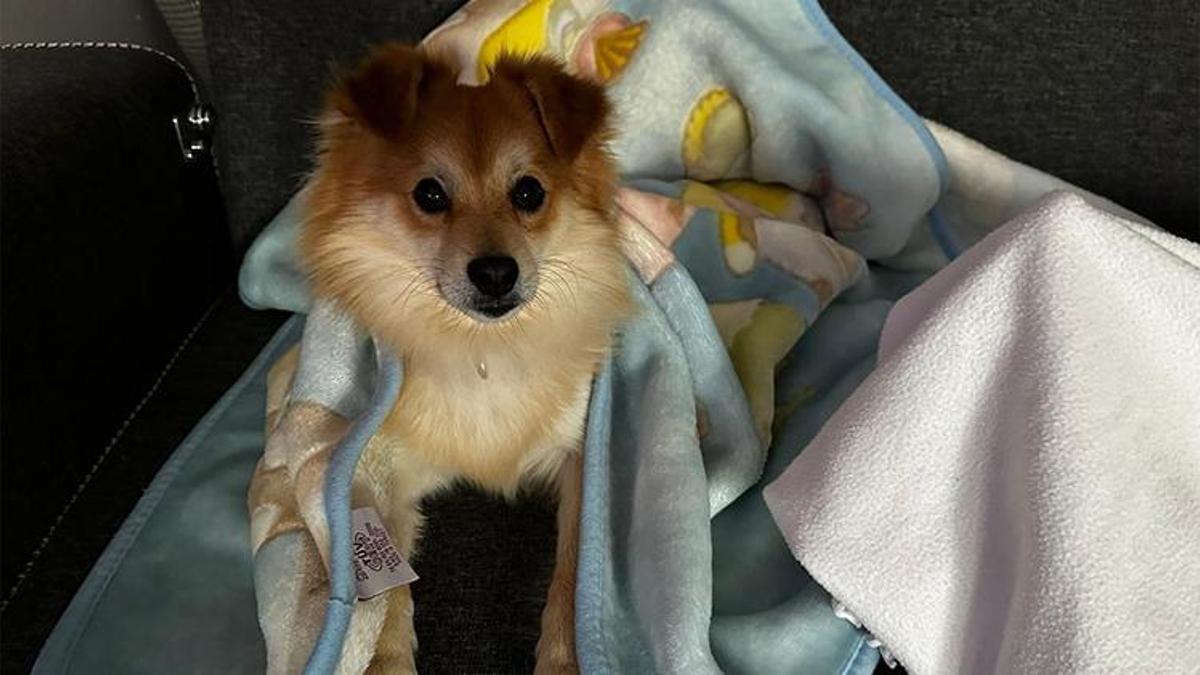 Bursa'da her yerde aranıyor! "Pablo"yu bulana 50 bin lira ödül verecekler