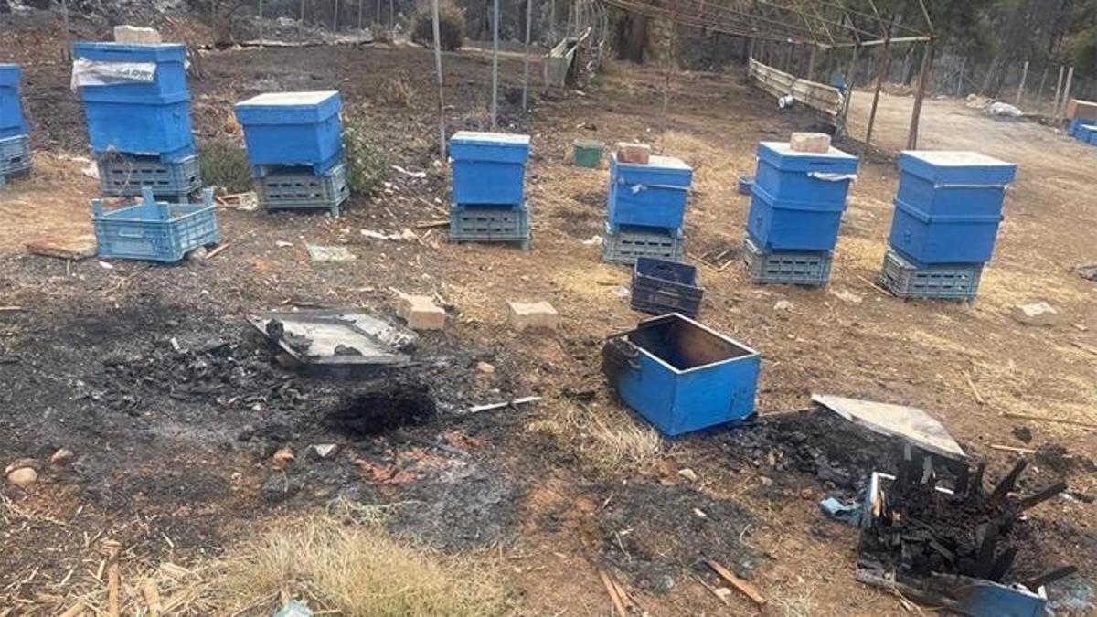 Bursalı arıcılara büyük destek! Başvurular başladı: Yüzde 75 hibe...