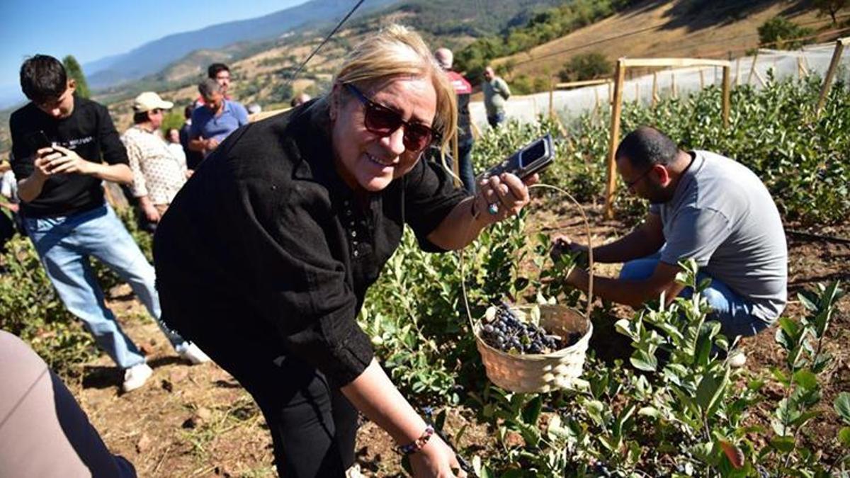 Balıkesir Sındırgı'da süper meyve hasadı başladı: Devlet desteğiyle üretim alanı hızla yayılıyor!