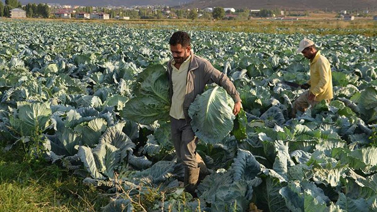 Muş'un altını lahana oldu! Her biri 30 kilo! Çevre illerden yoğun talep var
