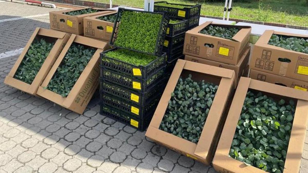 Bartın’da çiftçiye dev destek! 300 bin fide dağıtıldı