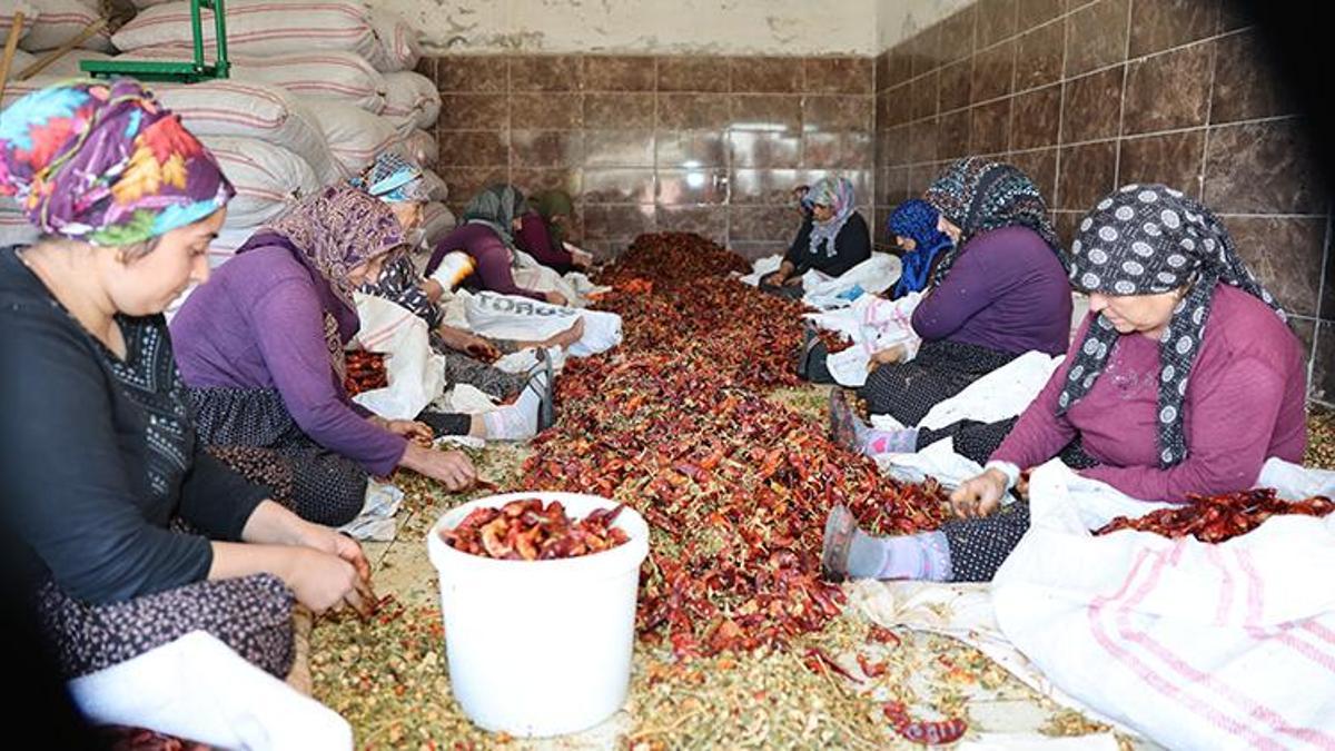 Tarlalar kırmızıya boyandı! Sabahın ilk ışıklarıyla başlıyorlar, kuruttuktan sonra satıyorlar