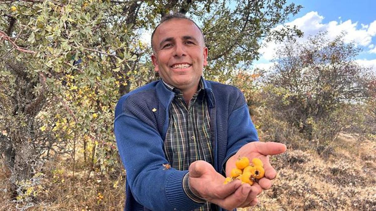 Ankara'da dağlarda yetişiyor, köylü bununla geçimini sağlıyor! Faydaları saymakla bitmez