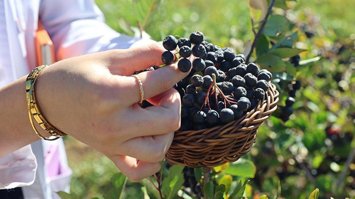 Bu meyve para basıyor! 4 yıl önce deneme amaçlı ek…