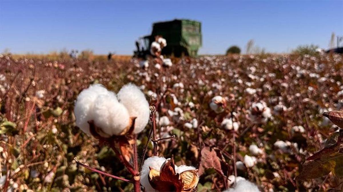 Milyonluk hasat başladı! 'Beyaz altın' Şanlıurfa'dan dünyanın dört bir yanına satılacak