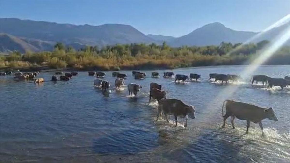 Erzincan'da vahim tablo! Dramatik bir şekilde düştü, görenler şaşkına dönüyor