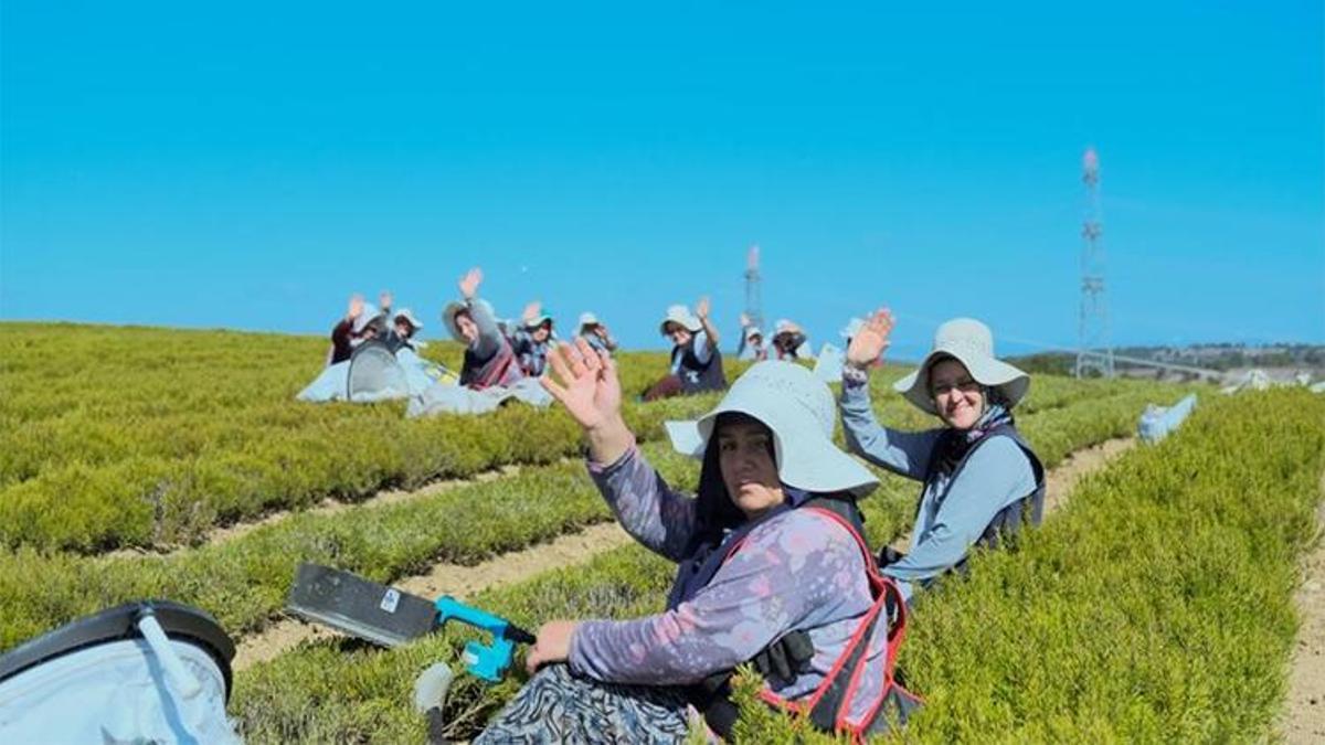 Atıl arazilerden milyonlar kazanacaklar! Çiftçilerin geliri bu ürünle katlanacak