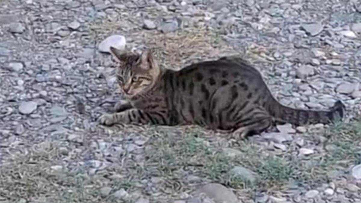 Kozan’da “Tom ve Jerry” sahnesi! İşte gülümseten anlar...