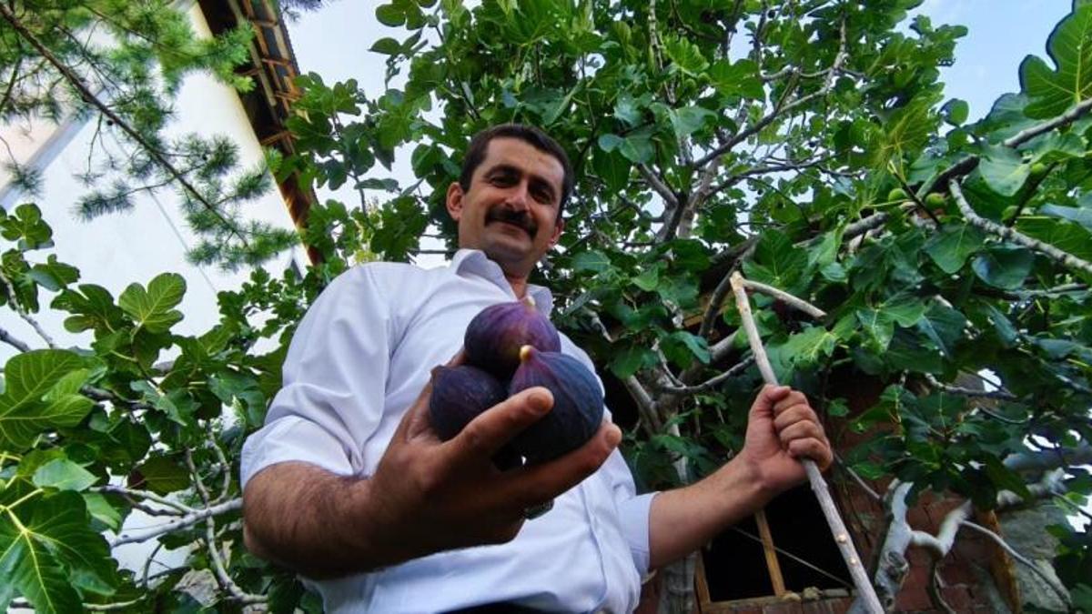 Bursa'nın sıcak ikliminde yetişiyor! 'Serin Erzurum havasında olmaz' dediler ama verimi yüksek çıktı