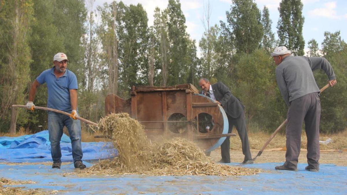 Ata tohumu fasulyeler geleneksel yöntemlerle üretiliyor
