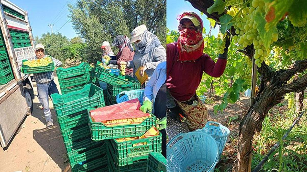Kışa kadar organik üzüm! Hasat ocak ayının ortalarına kadar sürebiliyor