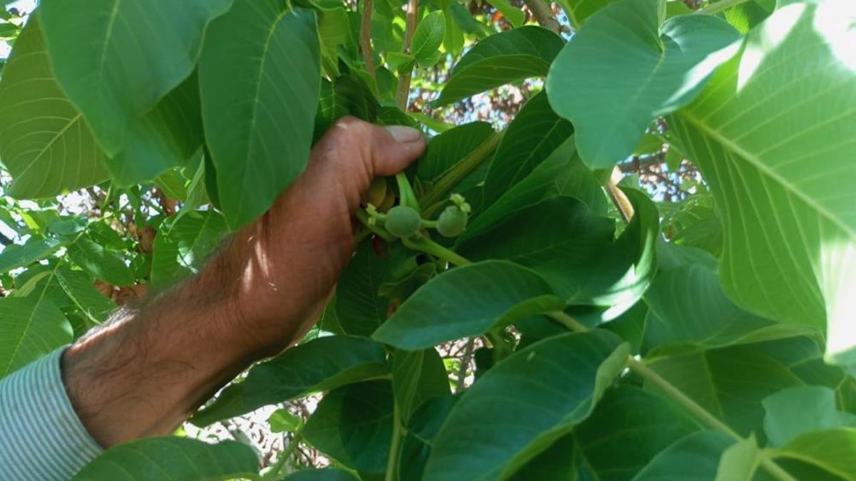 Malatya'da mevsim dışında meyve veren ceviz ağaçları şaşırttı