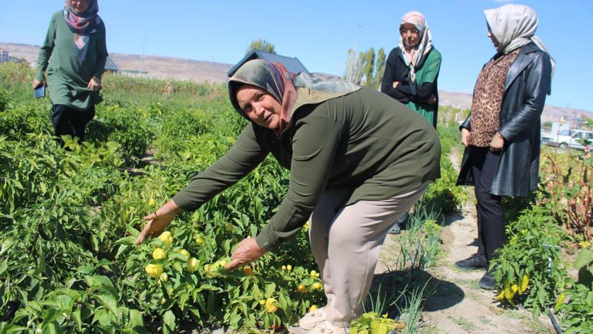 Bu bahçede ne desen yetişiyor! 55 çeşit domates, 22 çeşit biber üretiliyor