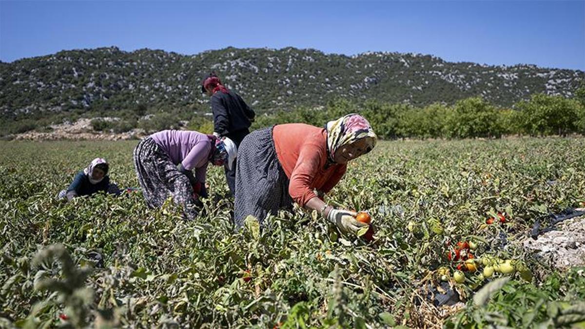 Mersin'de üreticiye yüzde 70 hibe desteği! 'Can suyu oldu'