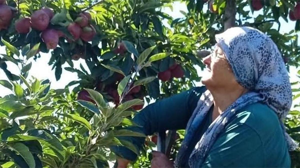 Konya'nın elma deposu! Uluslararası piyasada kilosu 40 liradan kapış kapış gidiyor