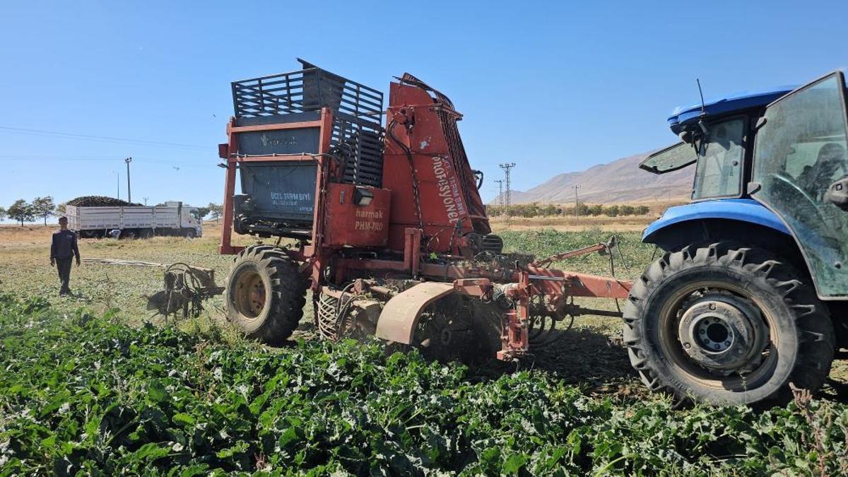 Türkiye'nin şeker ihtiyacı böyle karşılanıyor! Hasat ekim ayının sonuna kadar sürecek