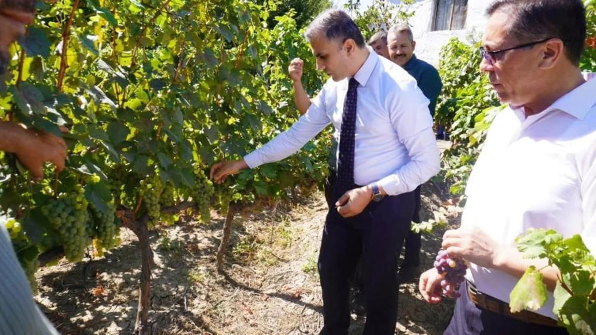 Evliya Çelebi'nin Seyahatnamesi'nde bile yer alıyor! Sadece bu ilçede yetişiyor