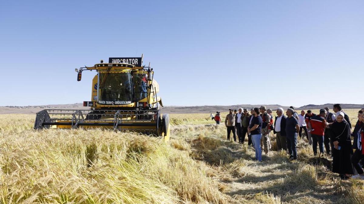 Coğrafi işaretli mahsul bereketiyle toplandı! Üreticinin yüzü gülüyor
