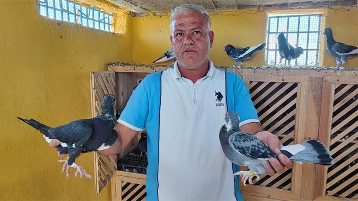 6 ay geçti, ödül 5 katına çıktı: Güvercinlerini bulana 100 bin TL