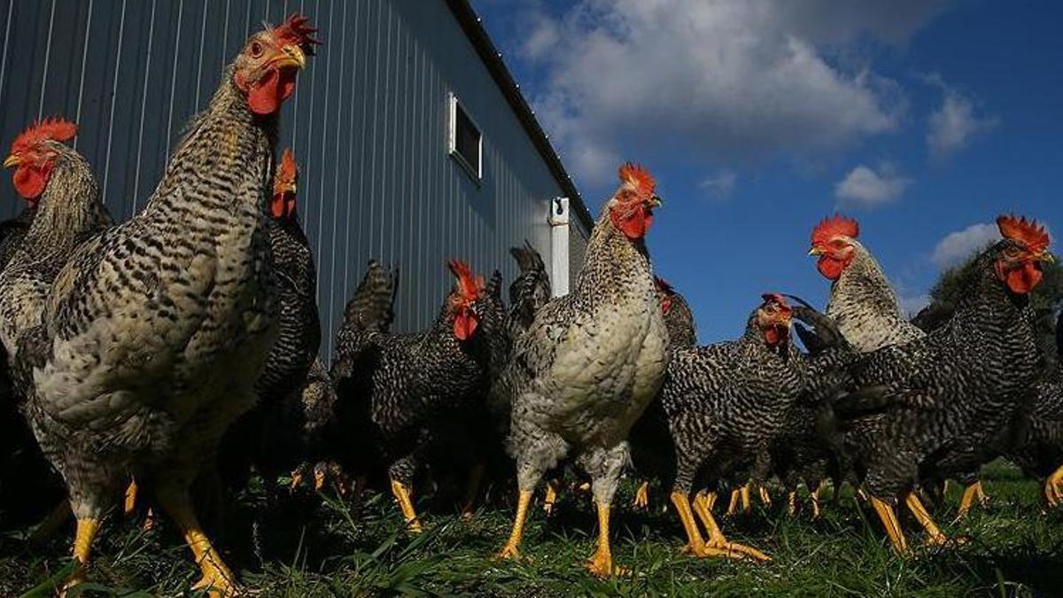 İzmir'de tavuklarını korumak isteyen yaşlı adam bir kişinin ölümüne sebep oldu!