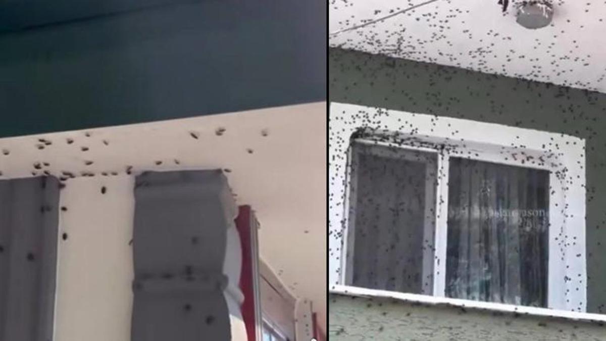 Karadeniz'de korkutan görüntü: Bu kez de evleri ve arabaları istila ettiler! Yeni hedefi kapalı alanlar