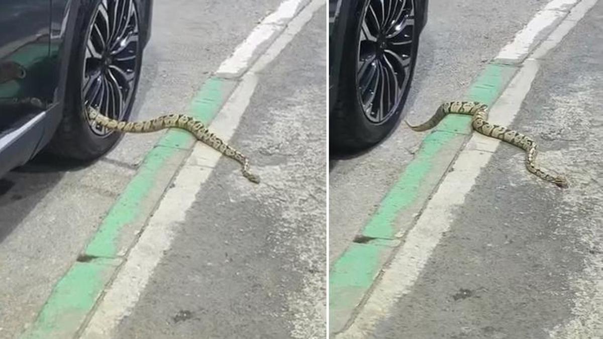 Bursa'da korku dolu anlar: Park halindeki otomobilin jantından 1 metrelik dev yılan çıktı!