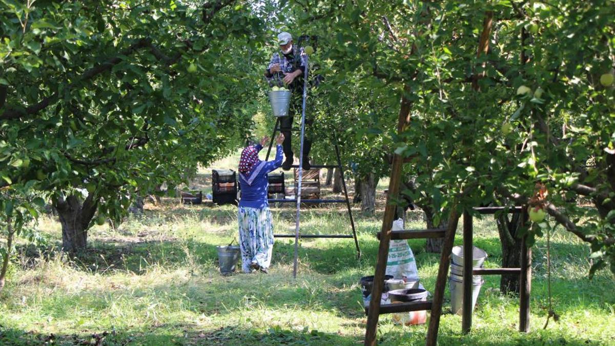 Bu ilimizin en meşhur meyvesini zirai don vurmuştu! Hasat çok zayıf, fiyatlar tavan yapabilir