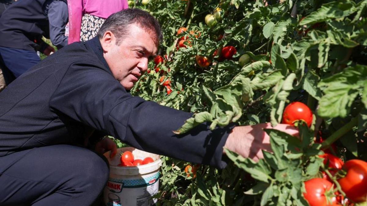Bilecik'te domates üretimi! Hem sofralık hem de salçalık yapılıyor