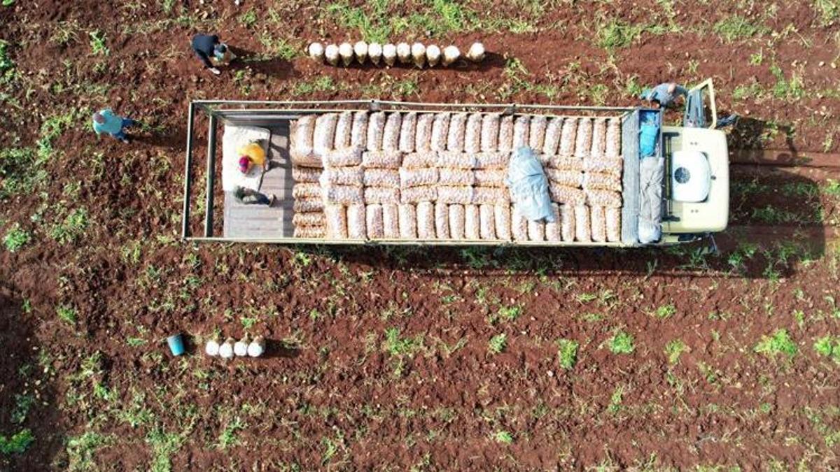 Erzincan'da 600 lira yevmiyeyle zorlu hasat başladı! Verim yüzde 30 düştü