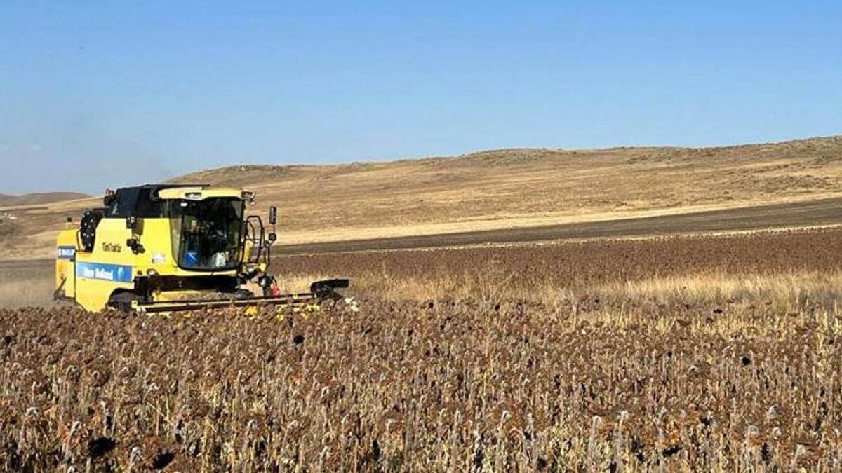 Yüzde 75 hibe ile ekildi! Kars'ta ayçiçeği hasadından alınan verim yüz güldürdü!