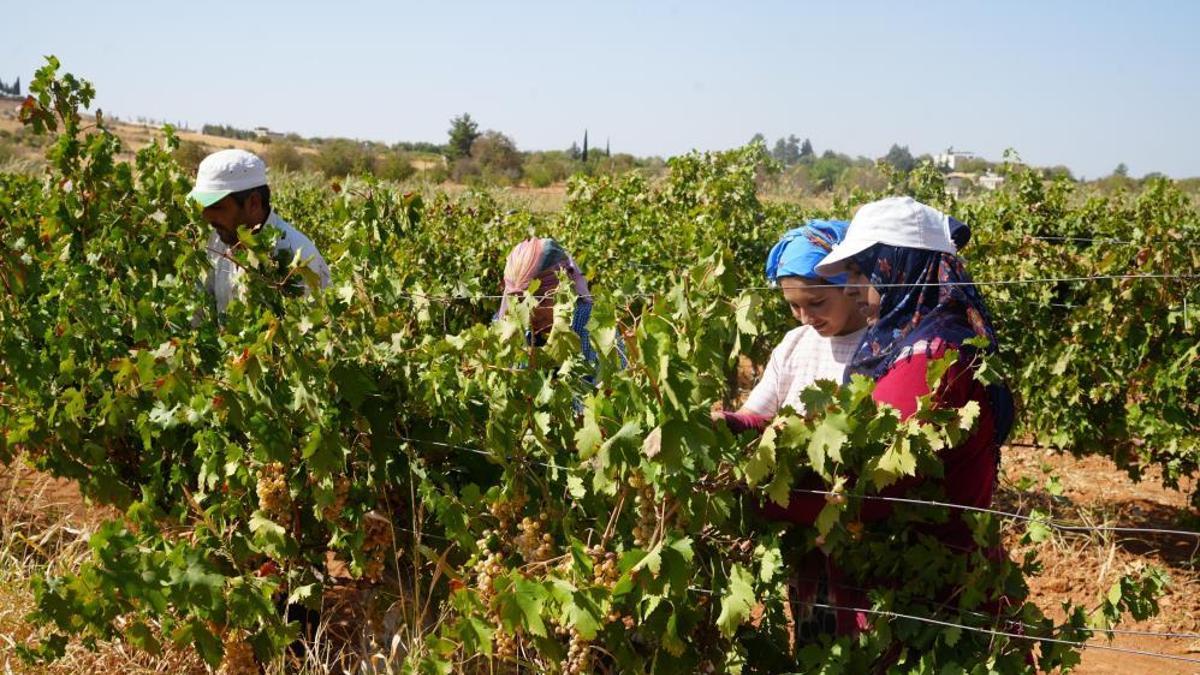 Fıstık şehrine kurduğu sistemle üreticilere örnek oldu! Kuraklık ve dondan etkilenmediler
