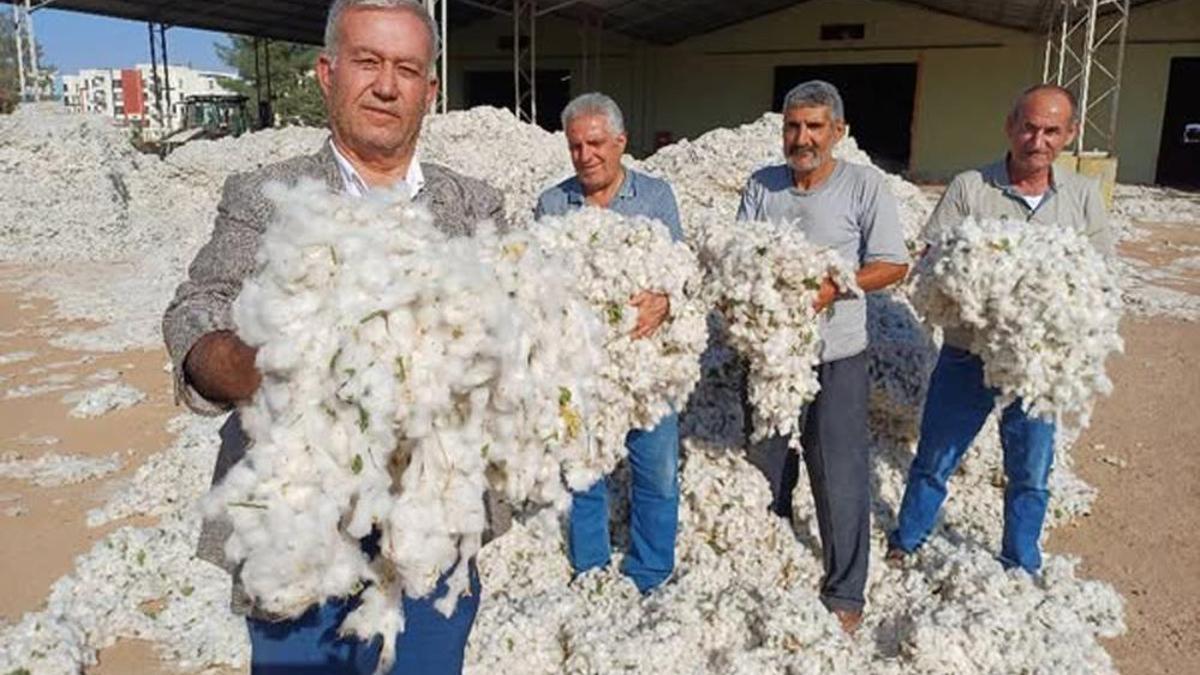 Türk tarımında ve ekonomisinde önemli bir yere sahip! Hasadı fiyatından ötürü buruk başladı