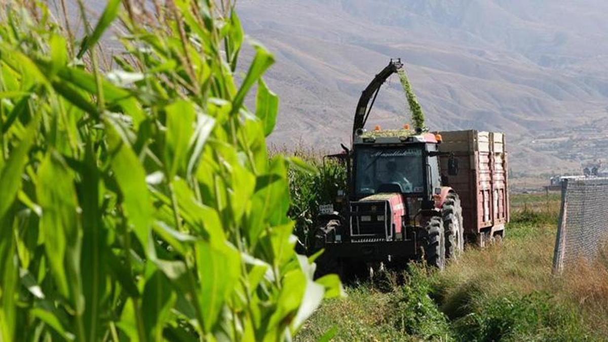 Erzincan'da hasat başladı! Belediye 100 dönüme yakın arazide ekmişti