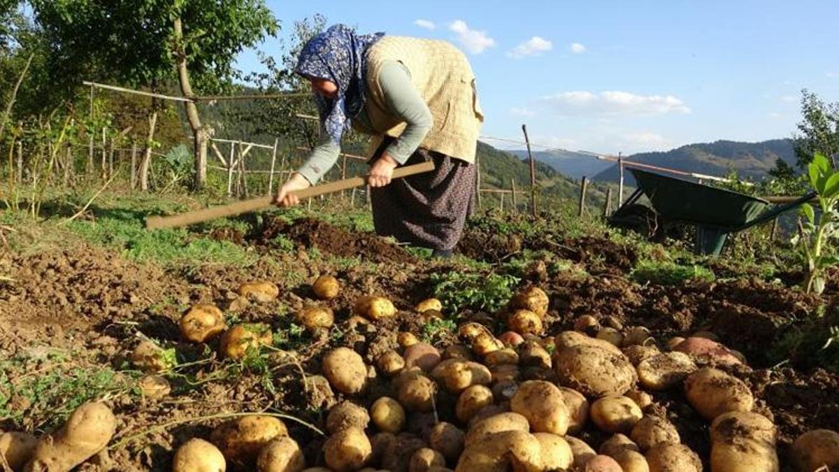 Giresun'un yaylalarında hasat zamanı! Kuraklık verimi düşürdü