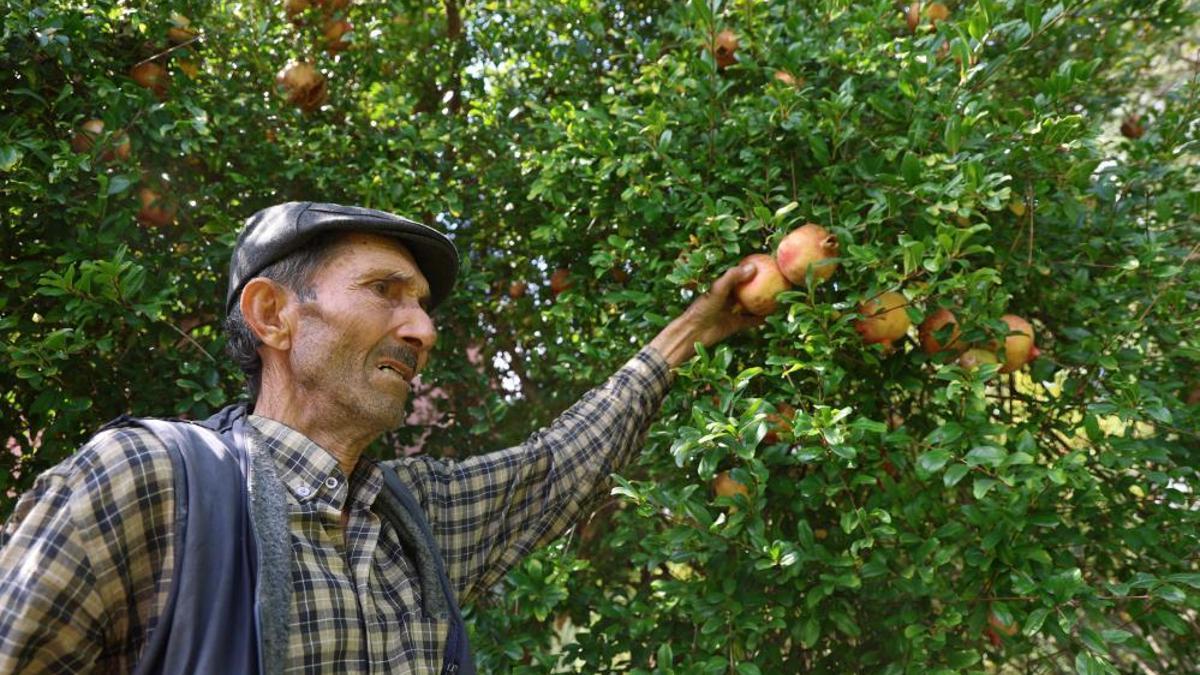 Adana'nın meşhur mahsullerinden biri! Geçen yıl 20 liraya satılıyordu, bu sene 80 liraya gidiyor