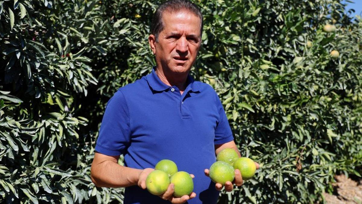 Erkenci hasat zamanı, verim yüksek! Her cebe uygun, kilosu 8 liradan satılıyor