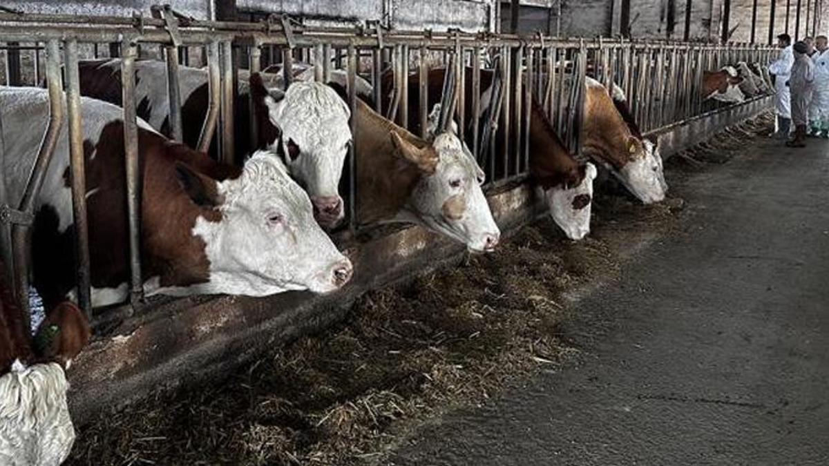 Antalya'da şap alarmı! Hayvan giriş çıkışları durduruldu