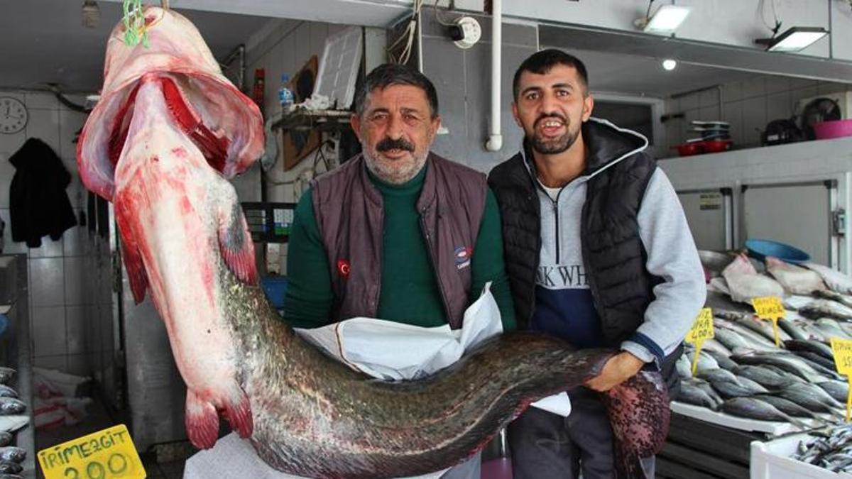 Samsun'da balıkçıların ağına takıldı! Çok nadir görülüyor: 85 kilo, 2 metre boyunda