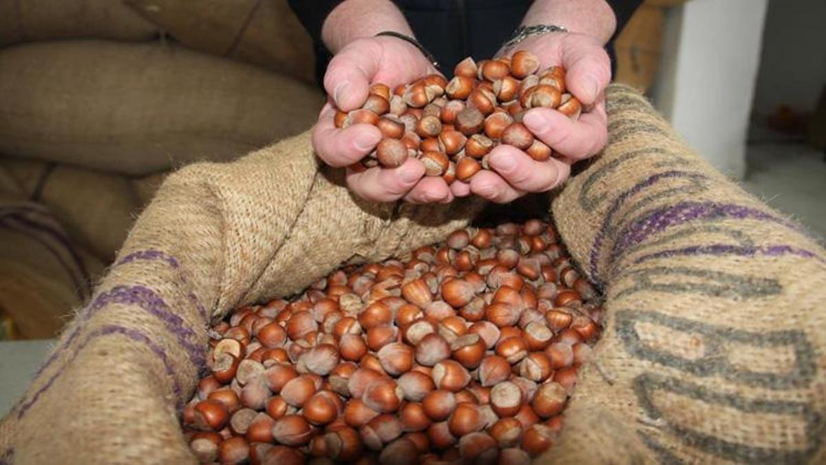 Giresunlu üretici ne yapacağını şaşırdı! Piyasa karıştı, fiyatı bir yükselip bir düşüyor