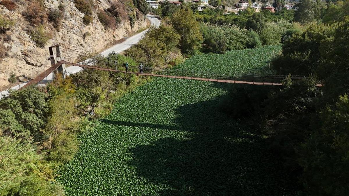 Asi Nehri'nin üzerinde bir anda görülmeye başladı: Boyu 1 metreyi buluyor, gören gözlerine inanamıyor!