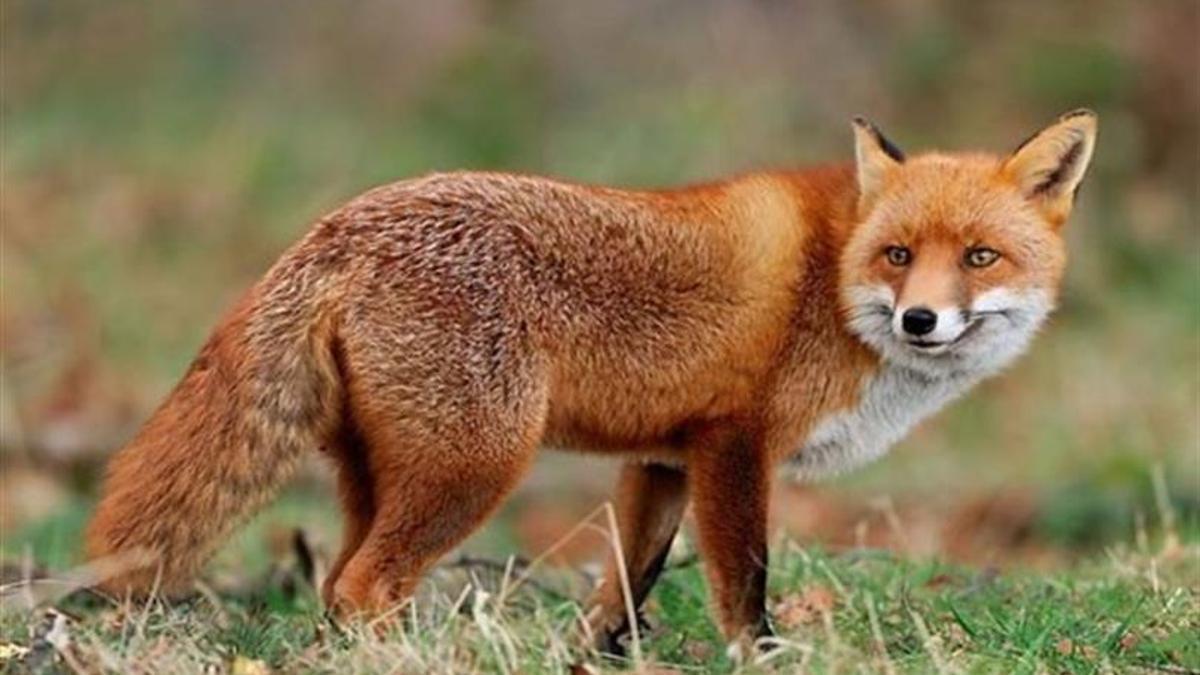 Malatyalılar dikkat! Uçaktan kuduz aşısı atıldı: "Kesinlikle dokunmayın"