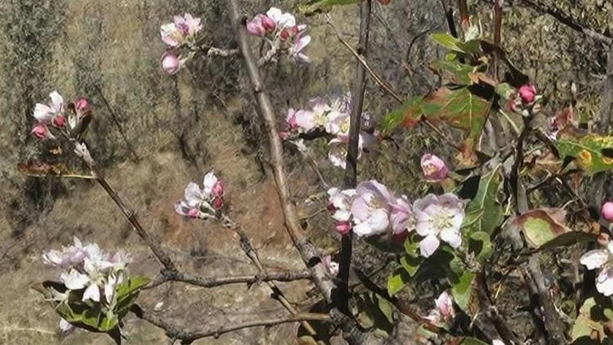 Konya'da çiftçi yağmur beklerken ağaçlar çiçek verdi! Sıcaklıklar düşmeyince ortaya bu manzara çıktı