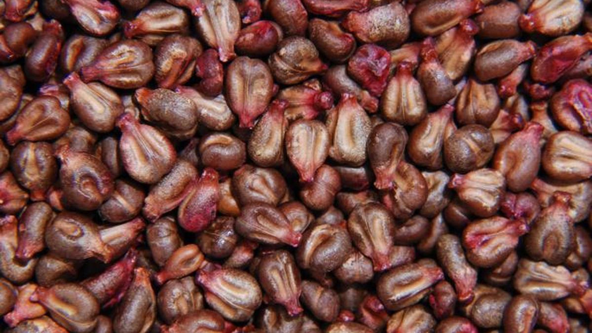 Yumurtanın alternatifi oldu! Artık bu ürün fırıncılıkta kullanılabilecek