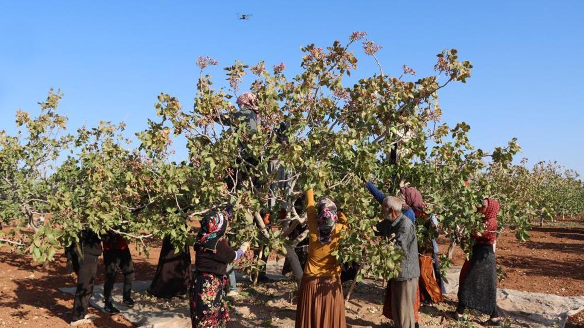 Zirai don, kuraklık ve yok yılı! Rekolte düştü, fiyatları olumsuz etkileyecek