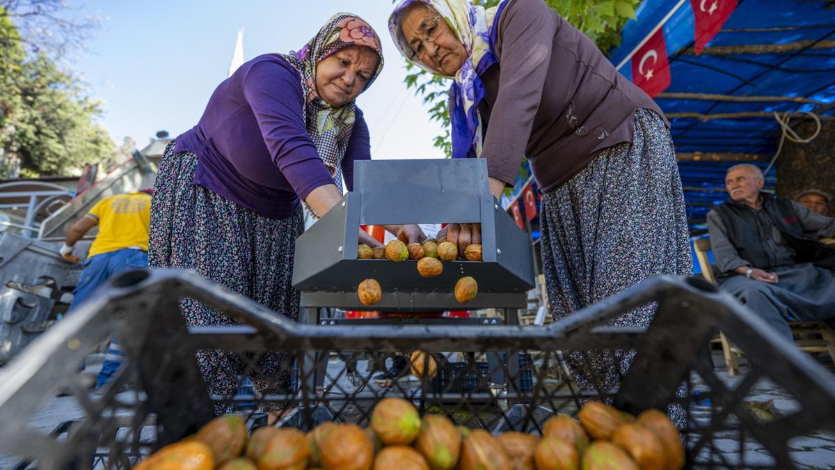 Mersin Büyükşehir’den üreticilere ceviz soyma makinesi desteği